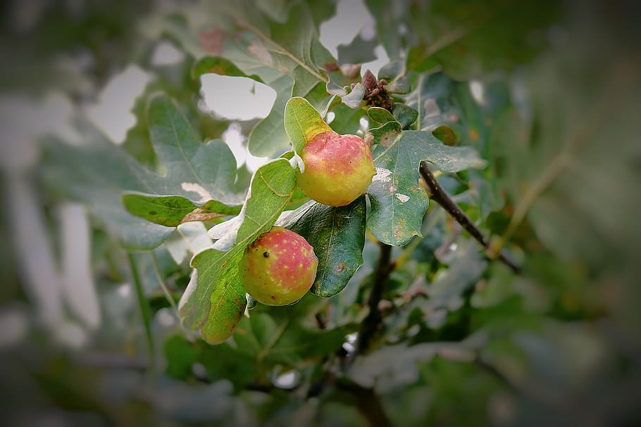 apples, oak, tree, foliage, autumn, fruit, healthy eating, food HD wallpaper