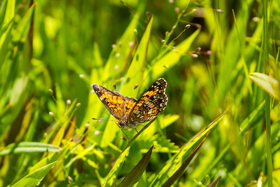butterfly, insect, grass, animal themes, one animal, animal wildlife HD wallpaper