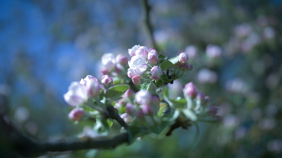 spring, flowers, nature, blossom, bloom, bee, flowering plant HD wallpaper