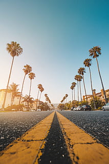 palm tree at side of grey concrete road, tarmac, roadside, palmtree HD wallpaper