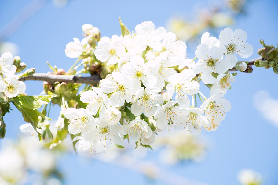flower, plant, cherry, spring, sheet, flowers, flowering plant HD wallpaper