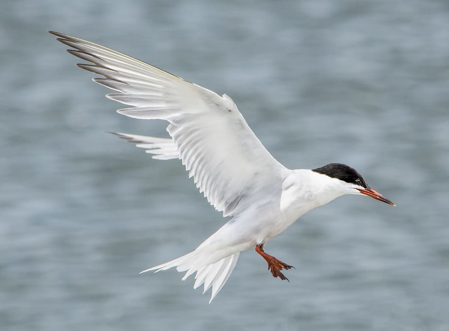 bird, flight, feathers, wildlife, refuge, water, sky, wings HD wallpaper