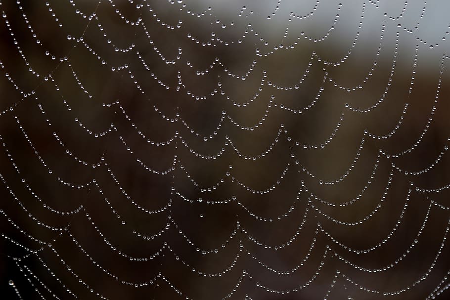 spider web, drops, water, dew, nature, dewdrop, in the morning HD wallpaper