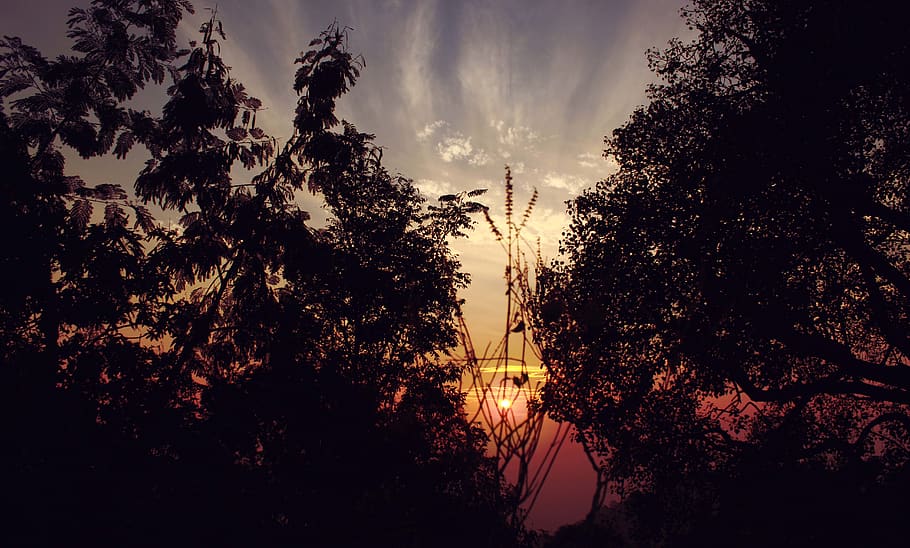 Black Trees during Sunrise, backlit, dark, dawn, dramatic, dramatic sky HD wallpaper