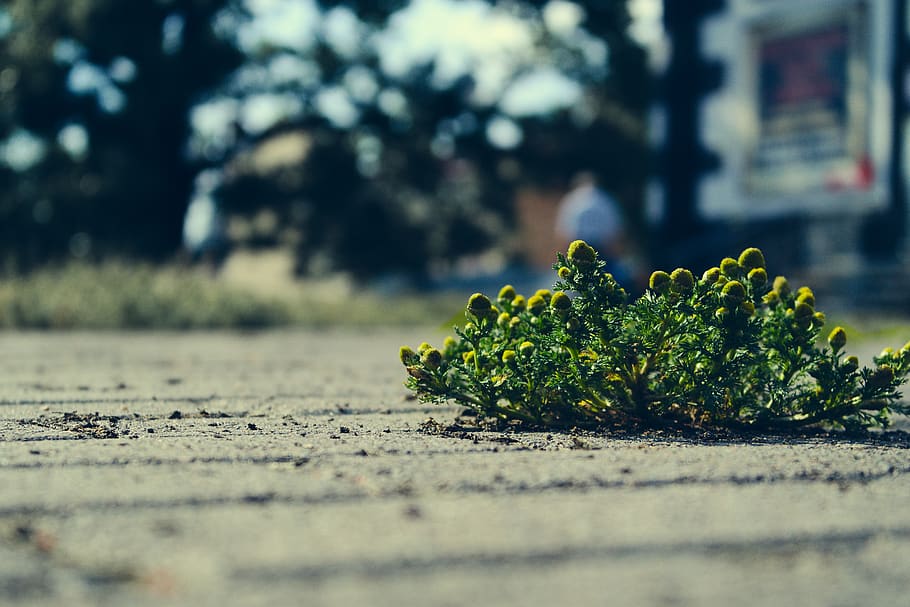 grass, focus, macro, street, road, plant, selective focus, nature HD wallpaper
