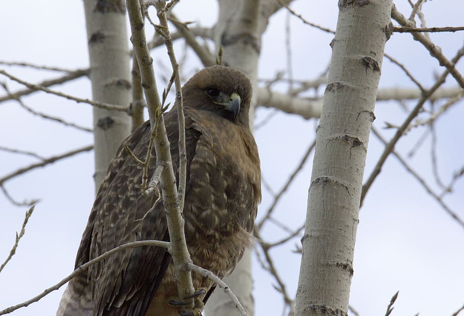 red, tail, hawk, tree, animal wildlife, animal themes, one animal HD wallpaper