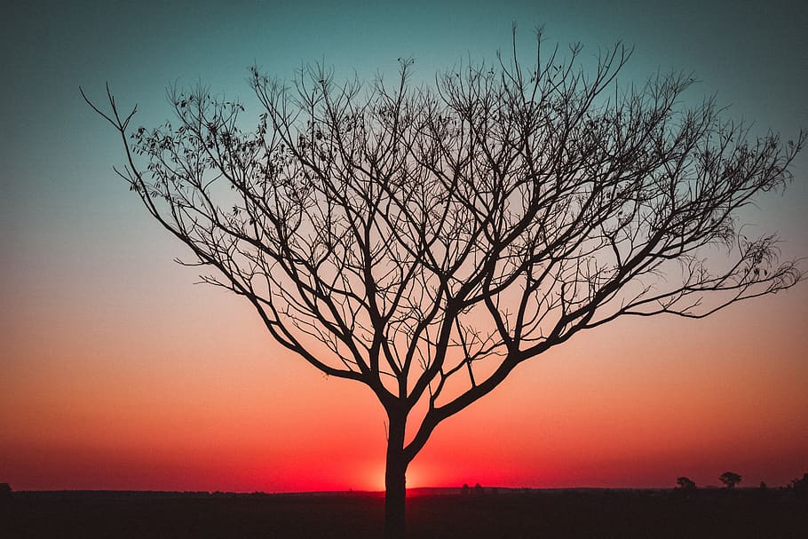 sunset, backlight, tree, landscape, city, urban, lights, clouds HD wallpaper
