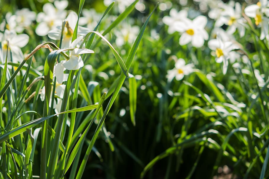 daffodils, flower, white, meadow, forest, light, sunny day HD wallpaper