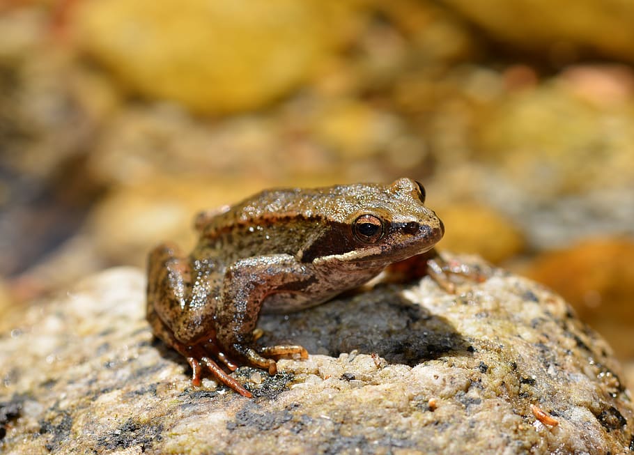 animal, animals, frog, river, forest, animal themes, animal wildlife HD wallpaper