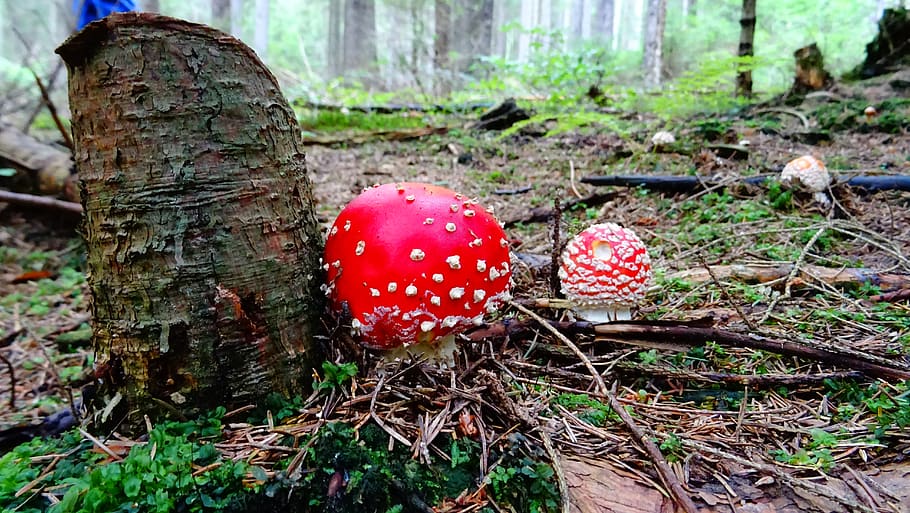 toadstool, mushroom, forest, red, fungus, food, vegetable, plant HD wallpaper