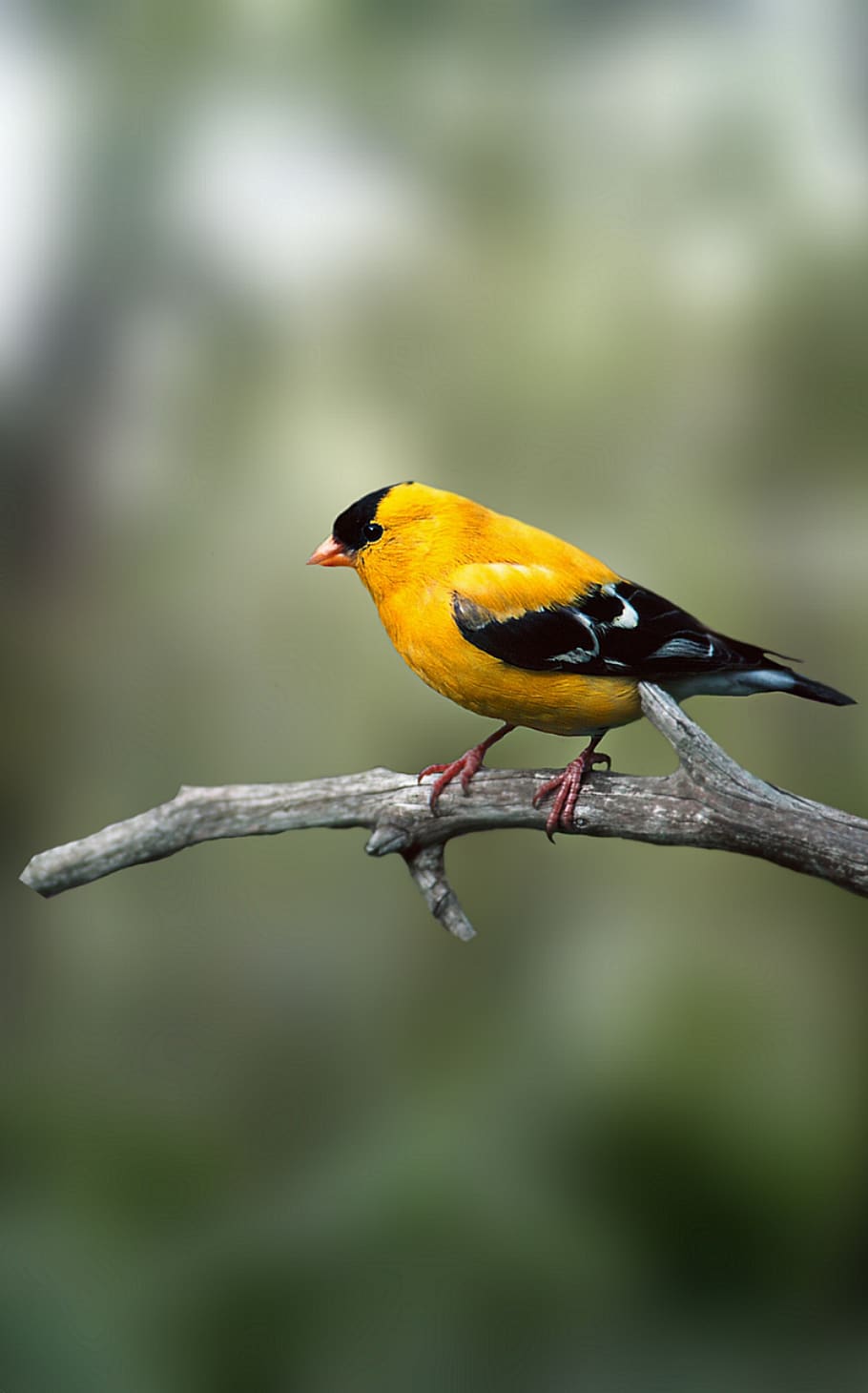 bird, bulbul, tree, branch, beak, wings, animal themes, animal wildlife HD wallpaper