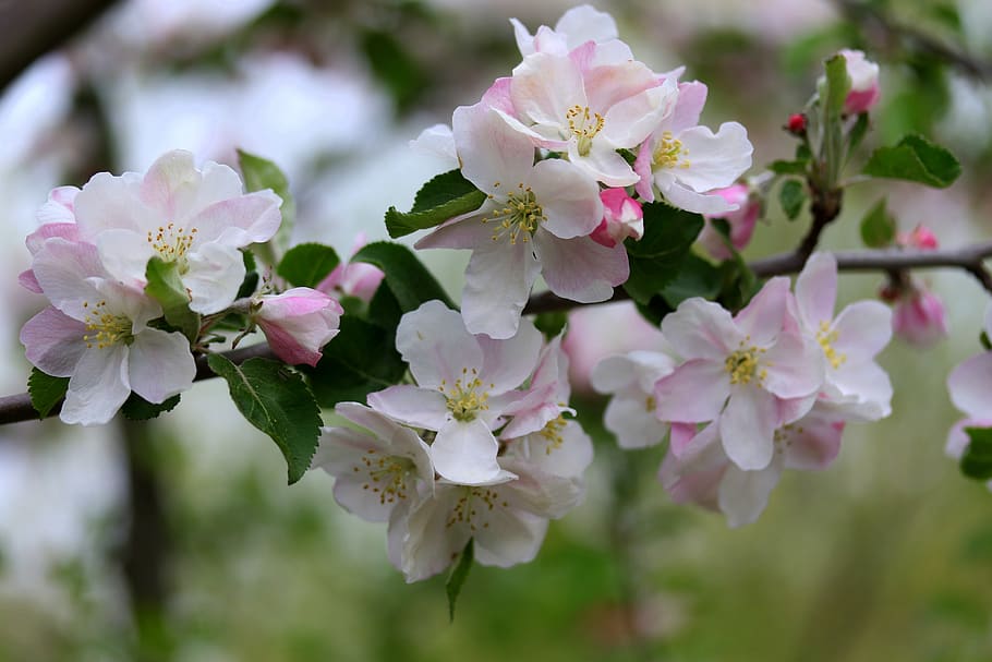 flowers, white, casey, arbor, spring, plant, nature, coloring HD wallpaper