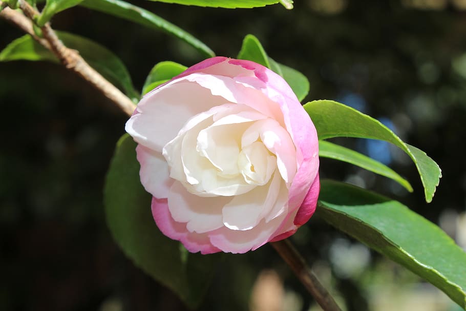 camellia, sasanqua cultivar, flower, white, pink, petals, garden, HD wallpaper
