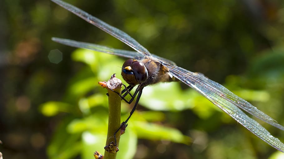 dragon fly, bugs, nature, bugs life, macro, photography, san jose HD wallpaper