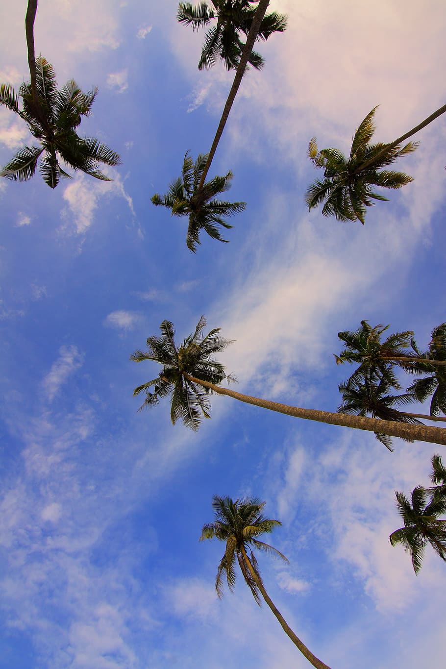 Bottom View of Palm Trees, clouds, daylight, low angle photography HD wallpaper