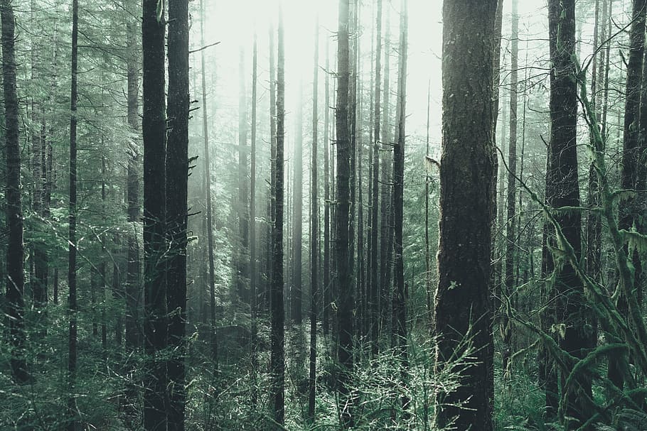 brown and green trees, forest, plant, land, woodland, trunk, tree trunk HD wallpaper