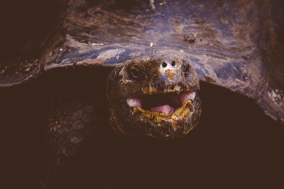 Brown Turtle, animal, animal photography, aquatic animal, close-up HD wallpaper