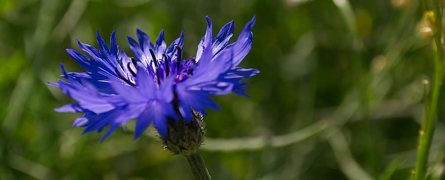 flower, cornflower, blue, blossom, bloom, plant, nature, summer HD wallpaper