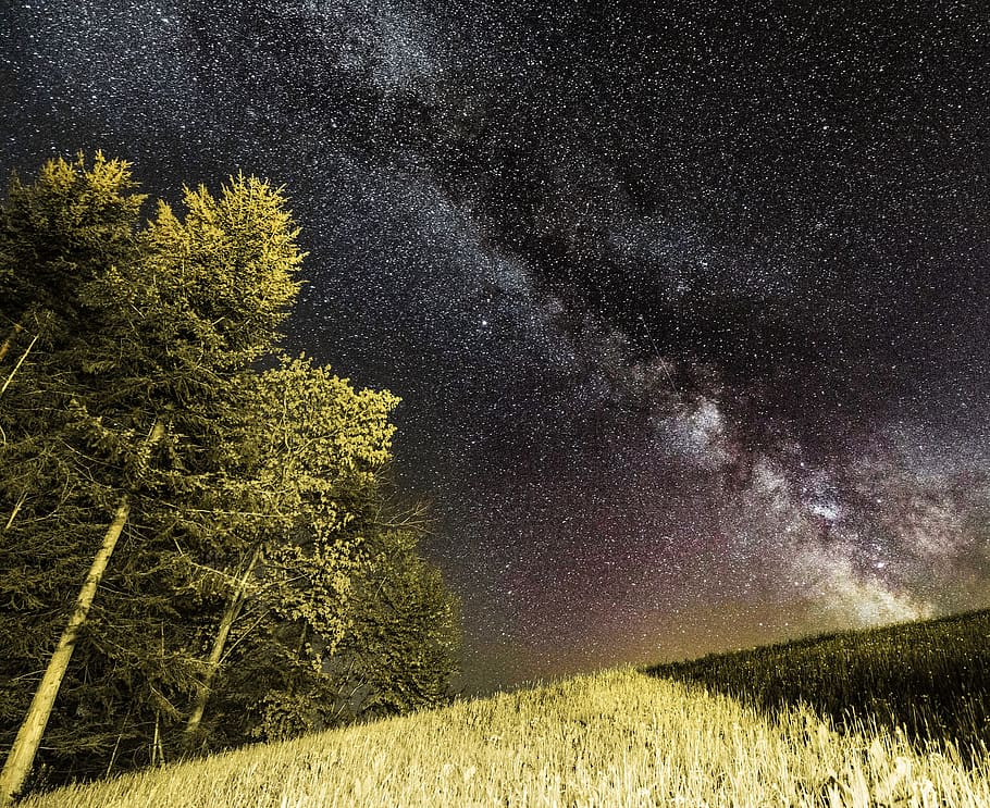 nature, landscape, grass, trees, night, sky stars, constellation HD wallpaper