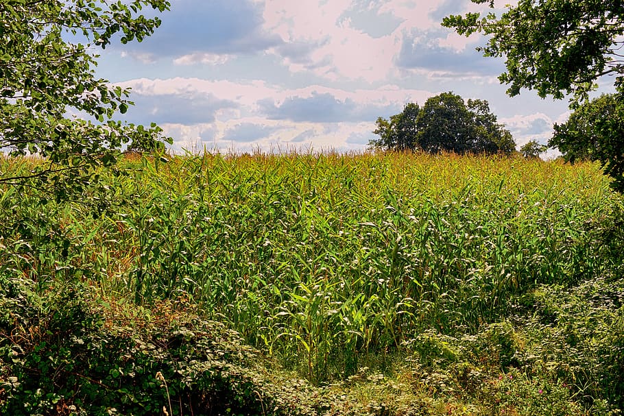 corn, cornfield, agriculture, nature, harvest, summer, landscape HD wallpaper