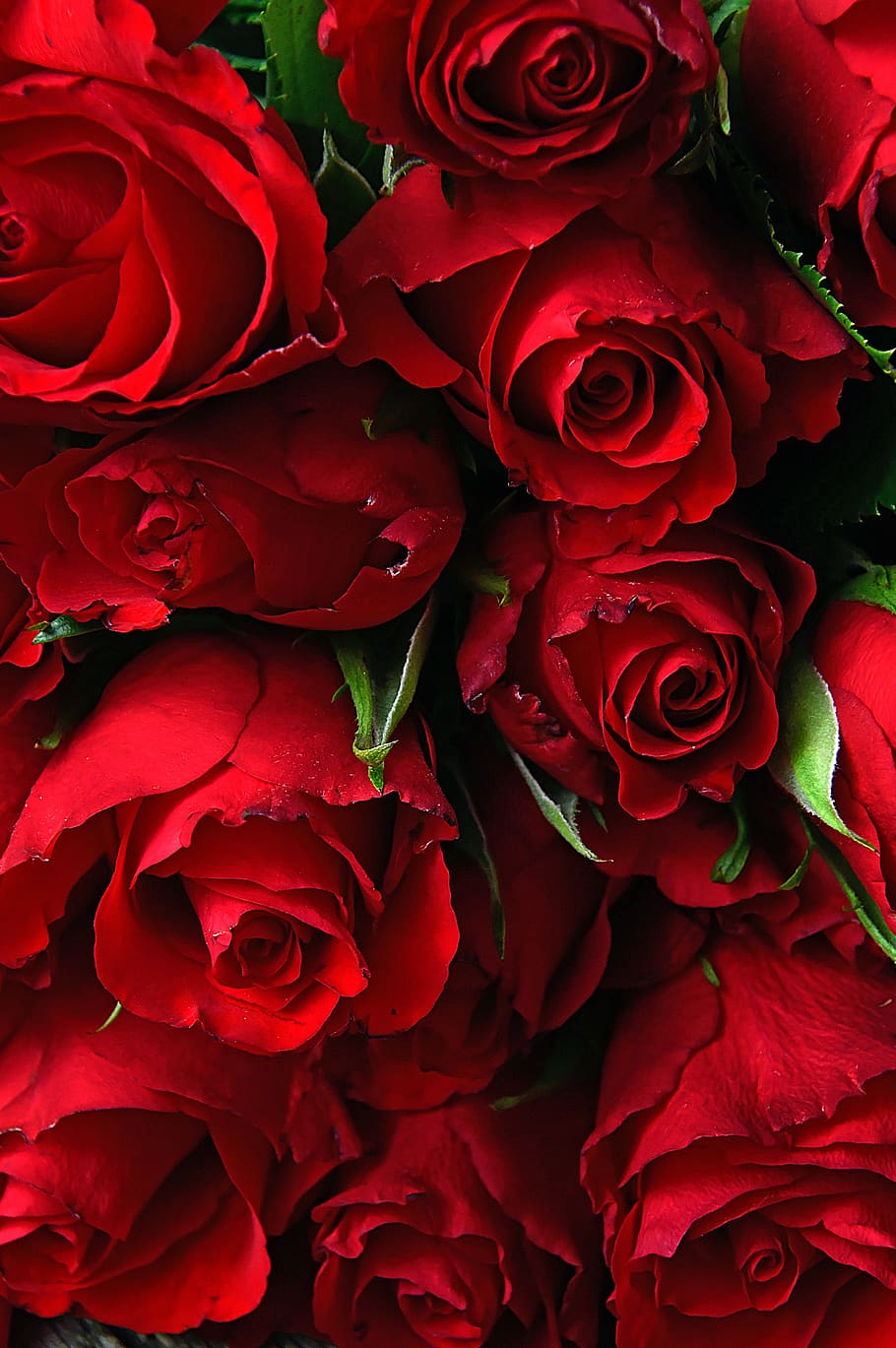 HD wallpaper: rose, valentine
