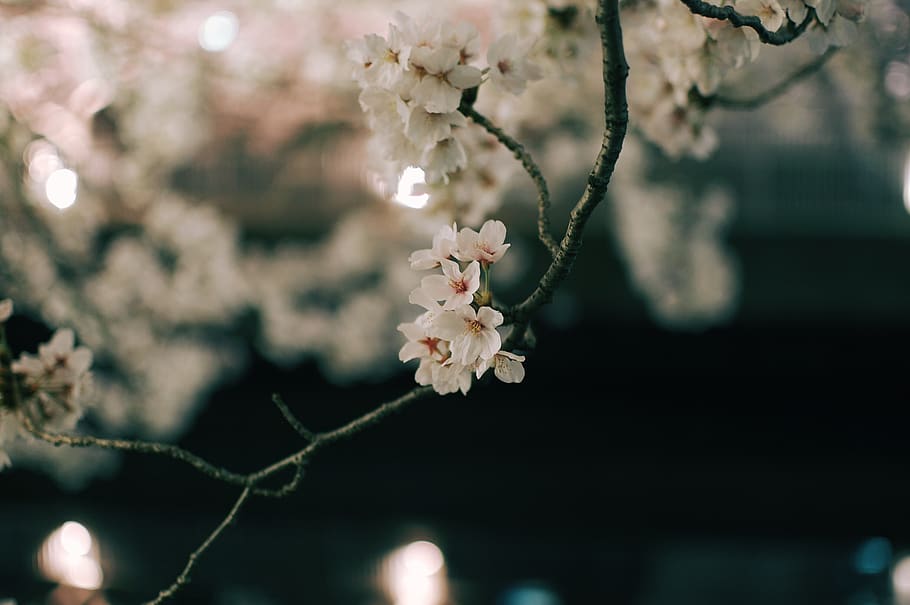 cherry blossoms, flower, flowering plant, fragility, beauty in nature HD wallpaper