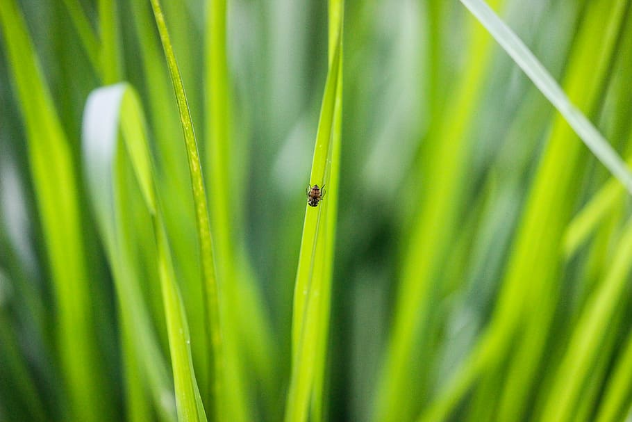 green, insect, animal themes, one animal, invertebrate, animal wildlife HD wallpaper