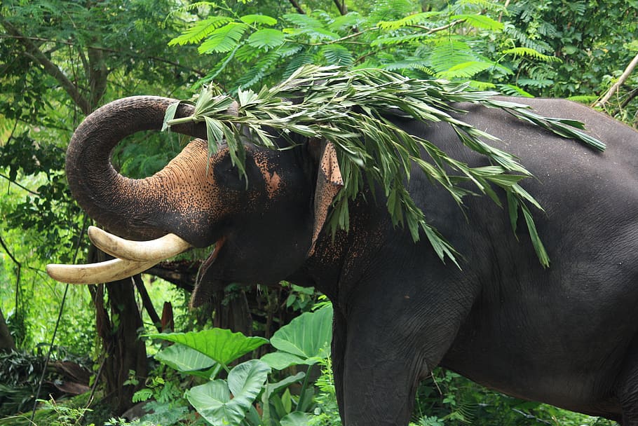 india, kerala, forest, animal, tusk, happy, green, elephant, HD wallpaper