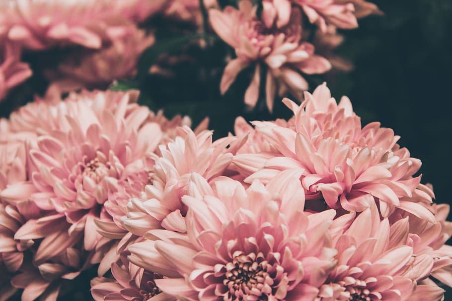 pink-petaled flowers, flowering plant, freshness, fragility, beauty in nature HD wallpaper