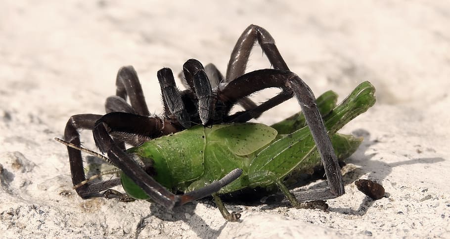 macro, cricket, spider, insects, colombia, nature, no people HD wallpaper