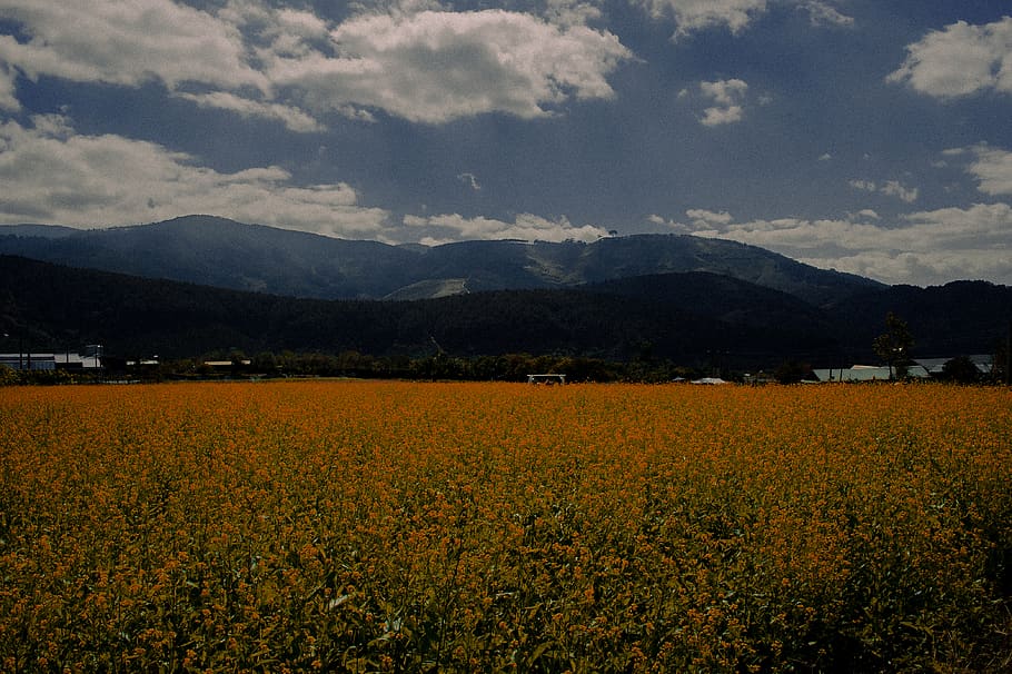 Photography of Flower Field, clouds, cropland, crops, environment HD wallpaper