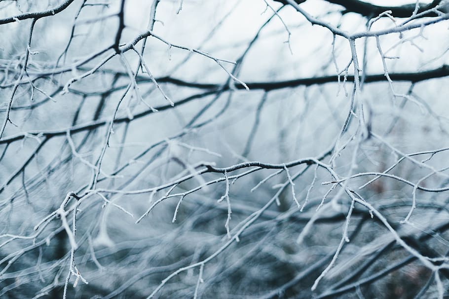 snow, winter, branch, tree, plant, nature, cold, weather, no people HD wallpaper