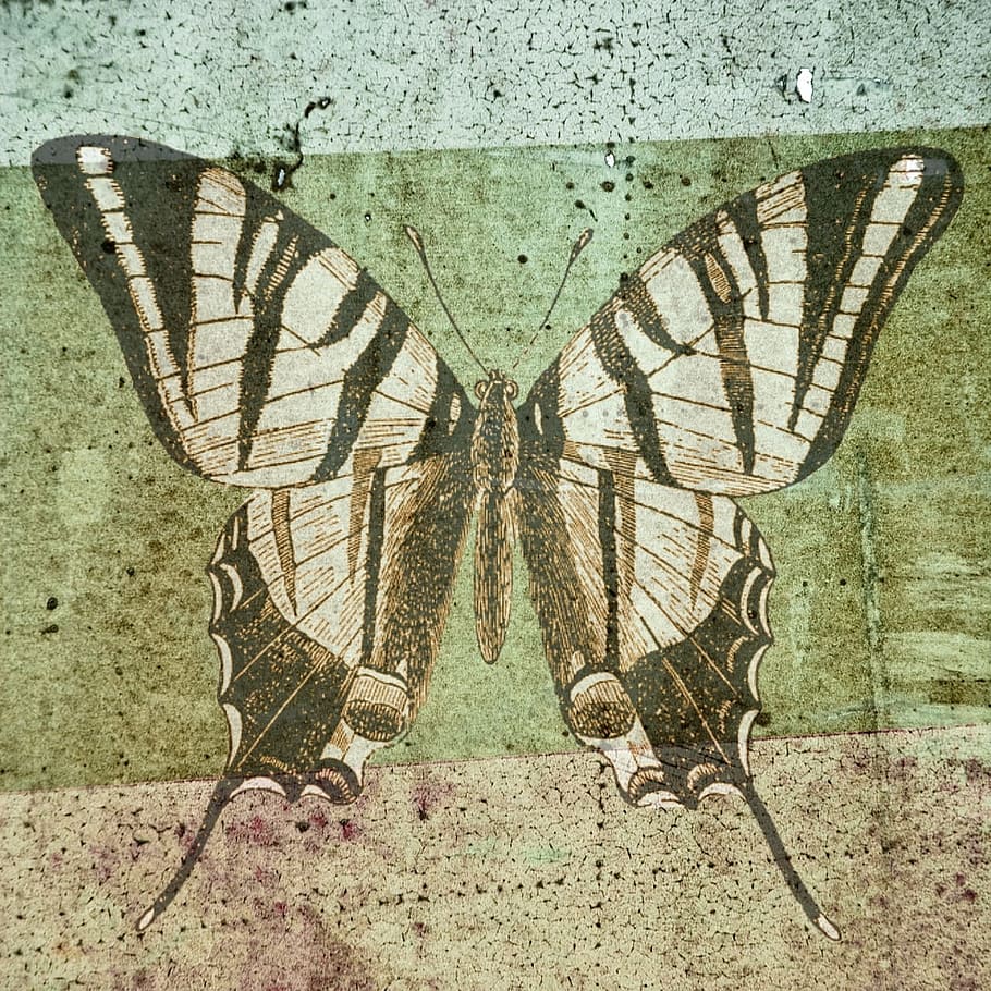 wild, fly, butterfly, insect, animal, graphic, animal wing HD wallpaper