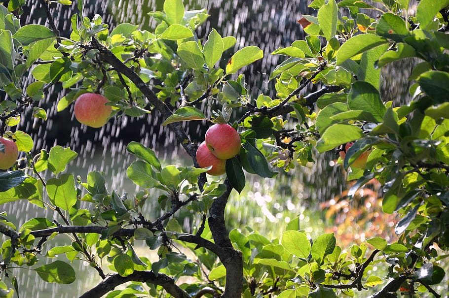 apple tree, irrigation background, leaf, plant, healthy eating HD wallpaper