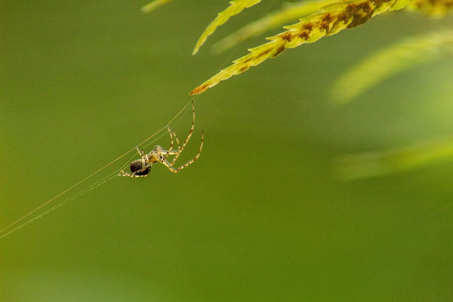 macro, spider, insect, arachnid, cobweb, nature, green, the stage, HD wallpaper