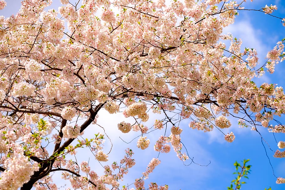 tree, spring, blossoms, nature, april, flower, pink, bloom HD wallpaper