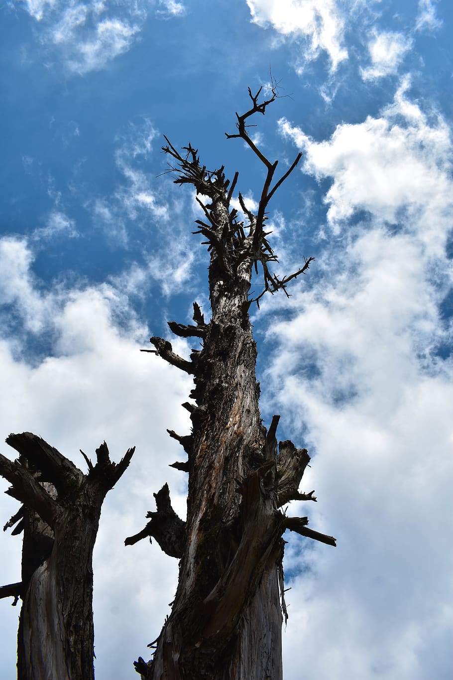 tree, blue, sky, dead tree, nature, nikon, cloud - sky, low angle view HD wallpaper