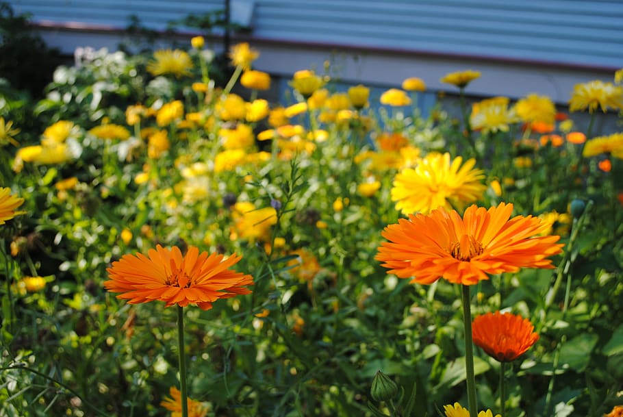 calendula, garden, flowers, bloom, plant, petals, summer, orange HD wallpaper