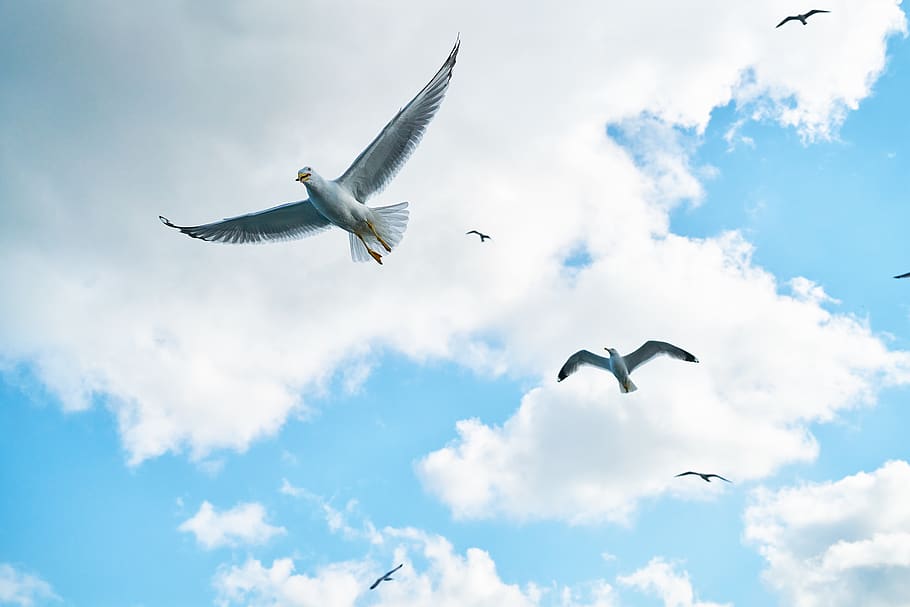 Several Soaring Seagulls, animals, backgrounds, clouds, daylight HD wallpaper