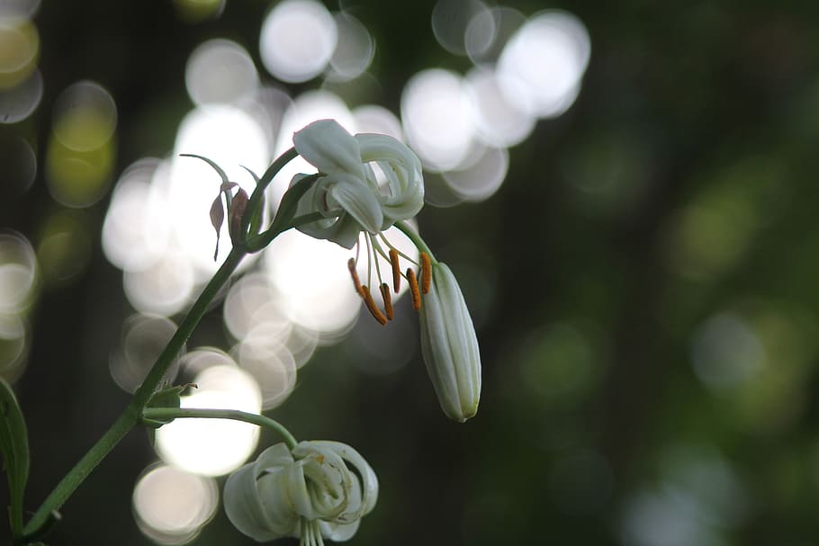 flower, white, summer, lily, flowers, plant, flowering, closeup HD wallpaper