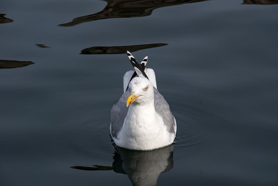 trut, seabird, coast, seagull, nature, summer, sweden, water HD wallpaper
