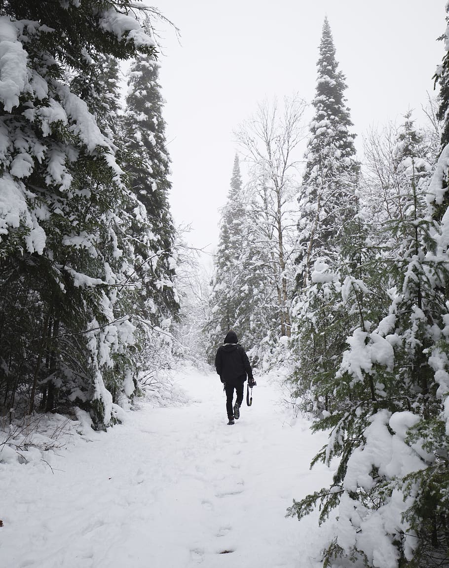 canada, snow, trees, white, nature, people, friends, photography HD wallpaper
