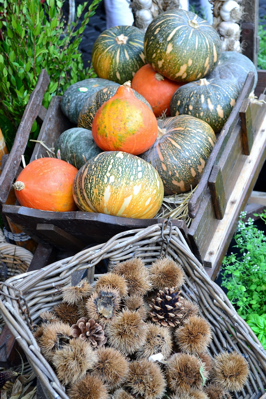 squash, chestnuts, fall, colorful, decoration, orange, autumn HD wallpaper