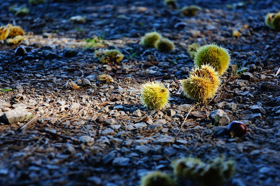 forest floor, chestnut, prickly, autumn, maroni, autumn fruit HD wallpaper