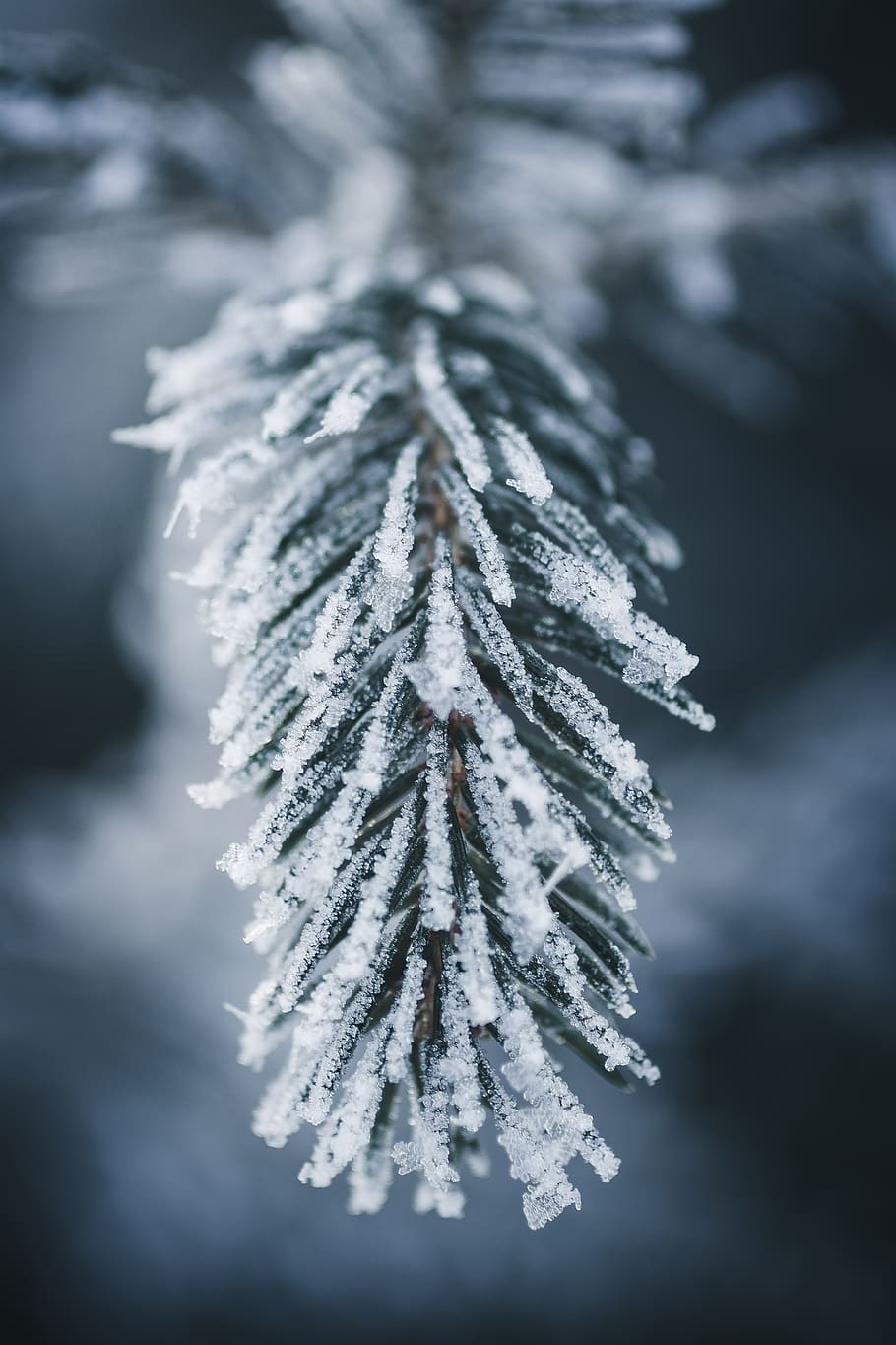 Close-Up Photo of Frozen Pine Leaves, blur, cold, conifer, depth of field HD wallpaper