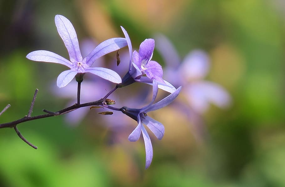 nature, plant, flower, leaf, outdoor, garden, petal, bloom HD wallpaper