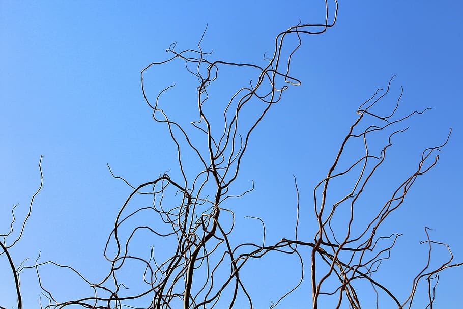 tree, nature, no one, branch, sky, season, winter, plant, blue HD wallpaper