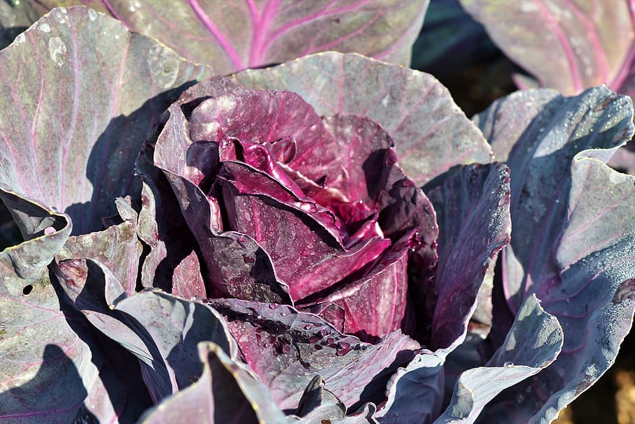 red cabbage, kohl, vegetables, healthy, agriculture, food, crop, HD wallpaper