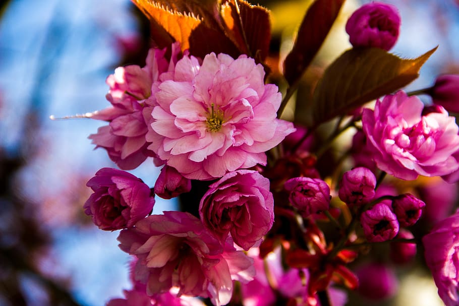 pink petal flowers, plant, blossom, flower bouquet, flower arrangement HD wallpaper