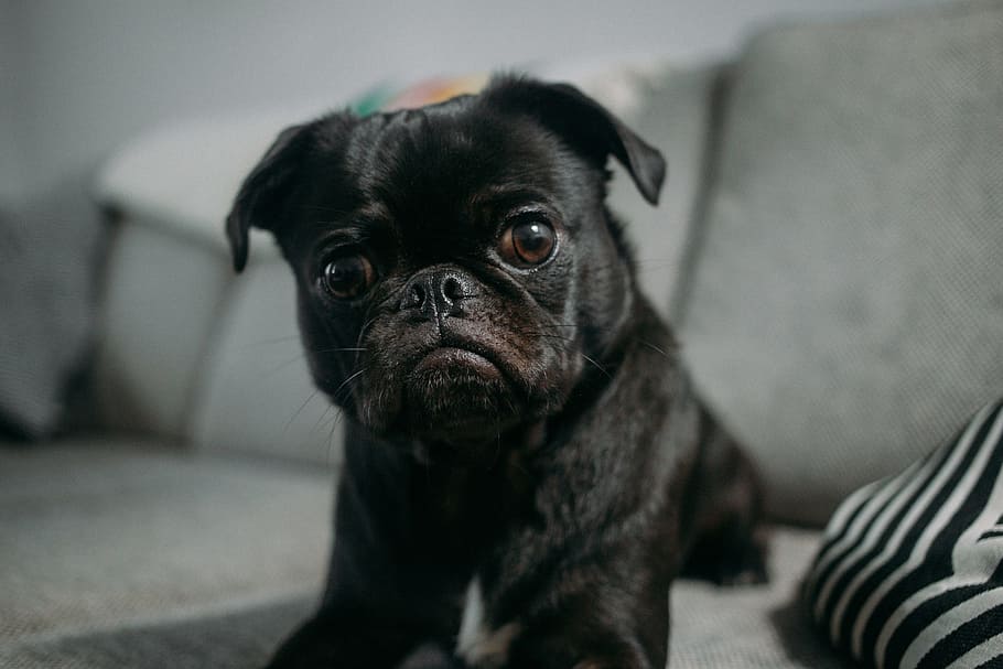 black pug on gray fabric sofa, animal, dog, pet, doggy, fur, snout